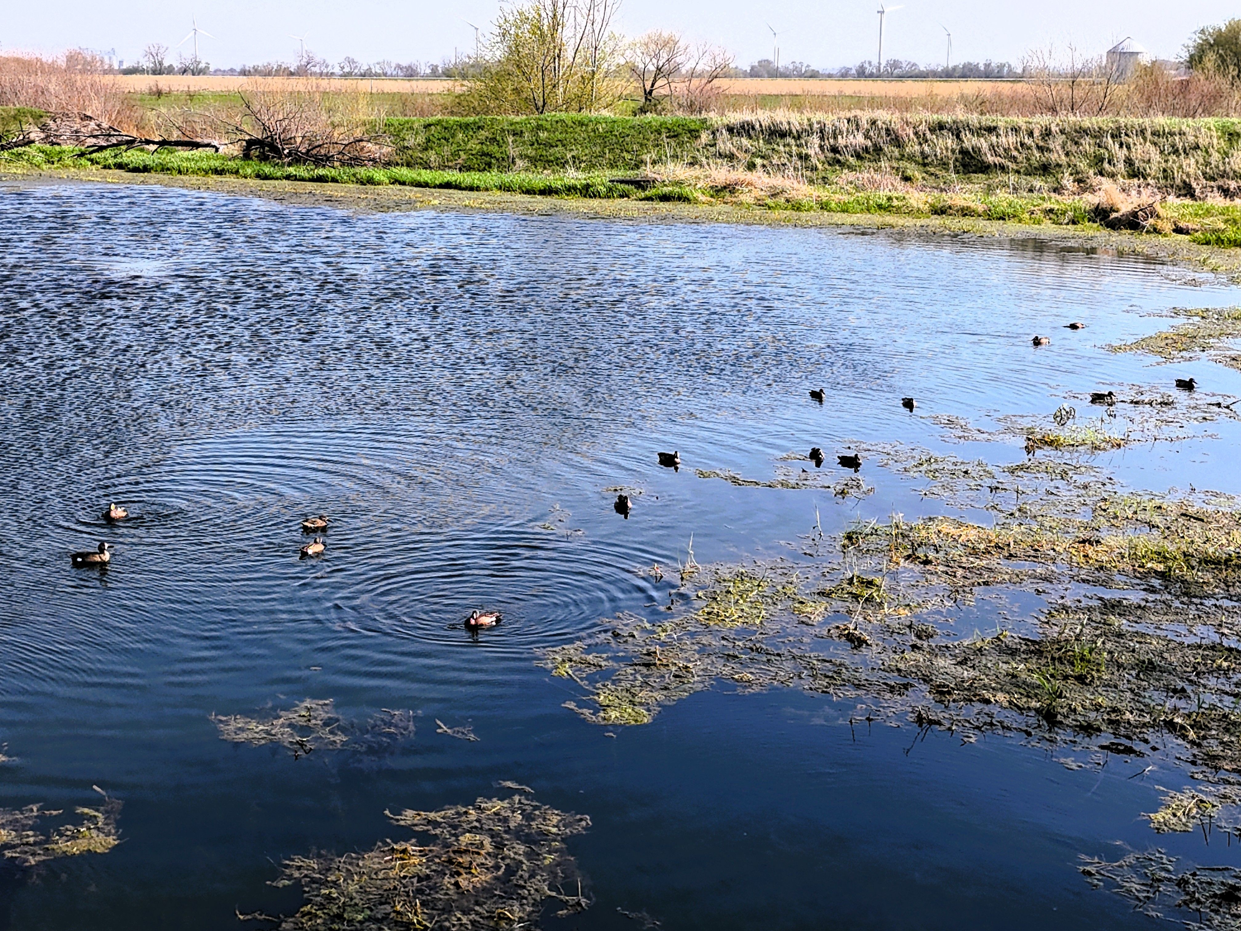 Listing Photo: Ducks 1